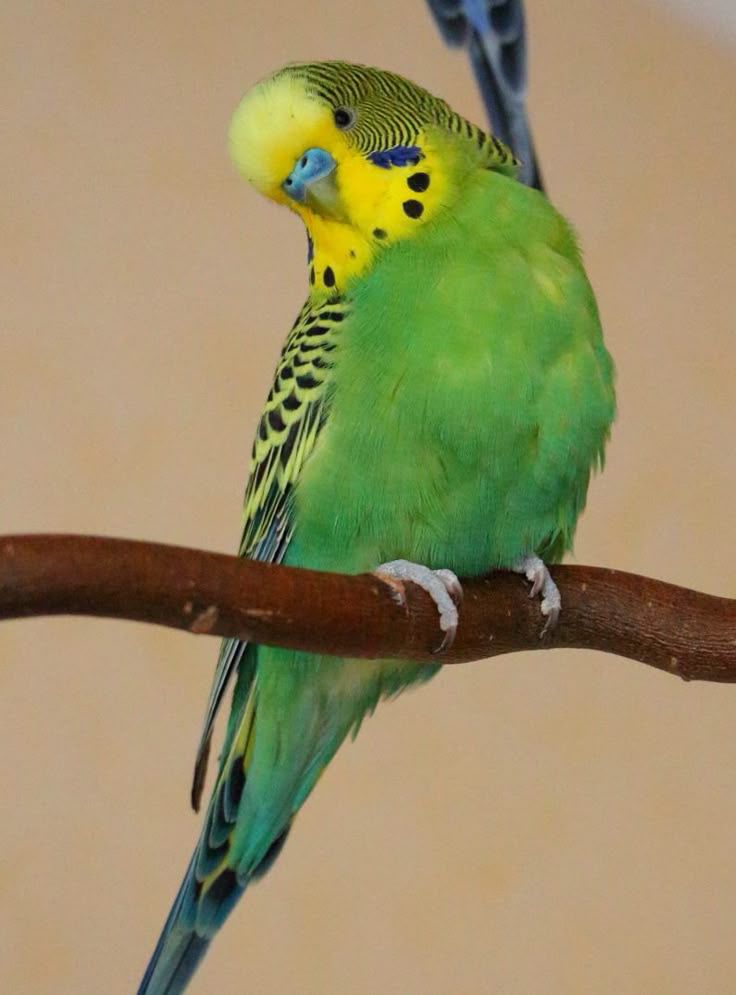 An error has occured.